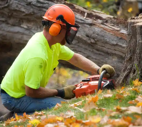 tree services Bemidji